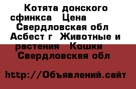 Котята донского сфинкса › Цена ­ 3 000 - Свердловская обл., Асбест г. Животные и растения » Кошки   . Свердловская обл.